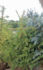 Ель колючая Глаука Мисти Блю (ком) 120-140