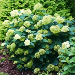 Гортензия древовидная Лайм Рики (3/5 веток) Закупка М59 апрель 2026