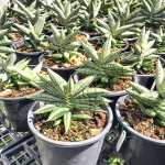 Сансевиерия LADY YOUNG