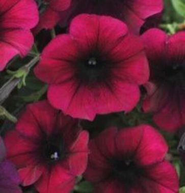32474 Петуния SWEETUNIA BLACKBERRY GEM  (ВЕСНА 2025)
