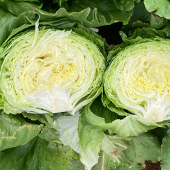 Спринкин семена салата айсберг (Nunhems / Нюнемс)