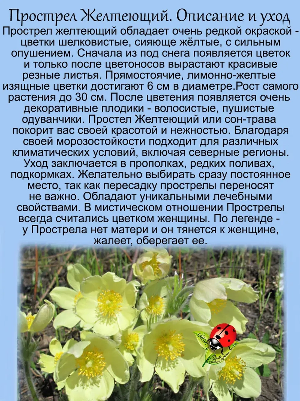 Подснежник Прострел Желтеющий первоцвет