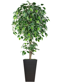 Искусственное дерево Фикус пестрый 180см в высоком коричневом кашпо ротанг