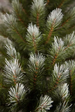 Ель Женева заснеженная 120 см., ЛЕСКА, Triumph Tree (73995)