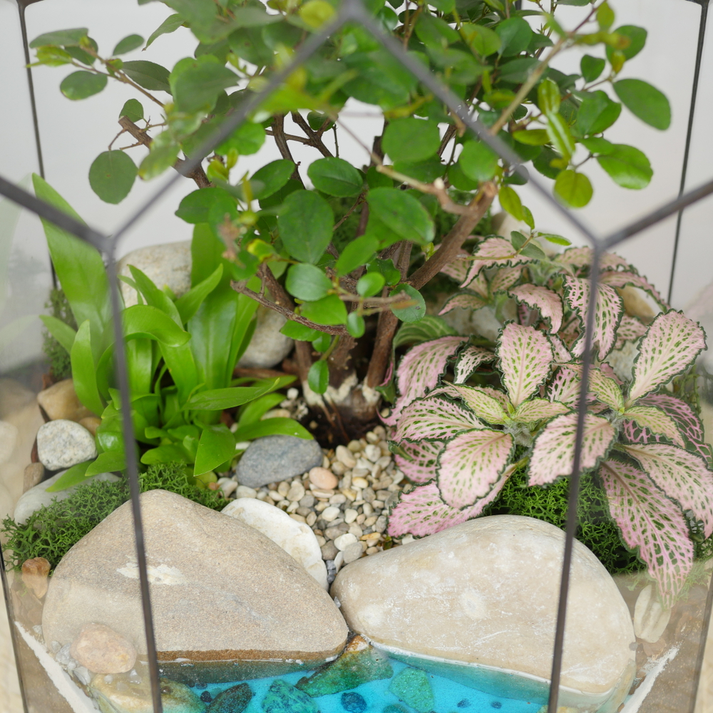 Готовый флорариум бонсай Сагереция Бонсариум с озером