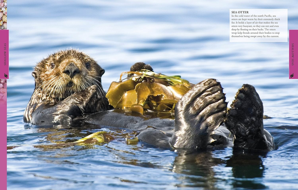 Ocean A Childrens Encyclopedia