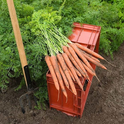 Ибица F1 семена моркови император (Bejo / Бейо)