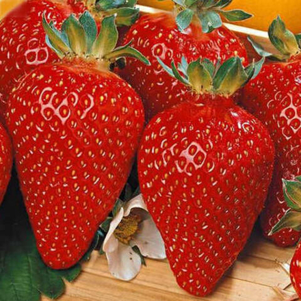 Земляника Азия средняя