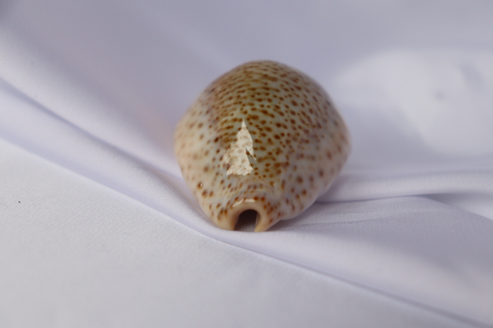 Ципрея турдус (Cypraea turdus), 4,8см, 1шт