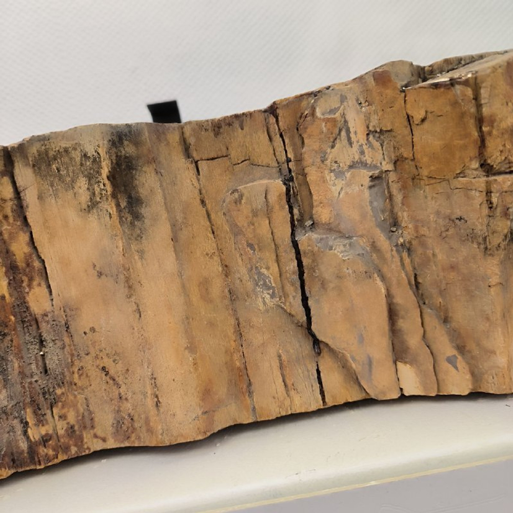 Раковина из окаменелого дерева 67*54*16