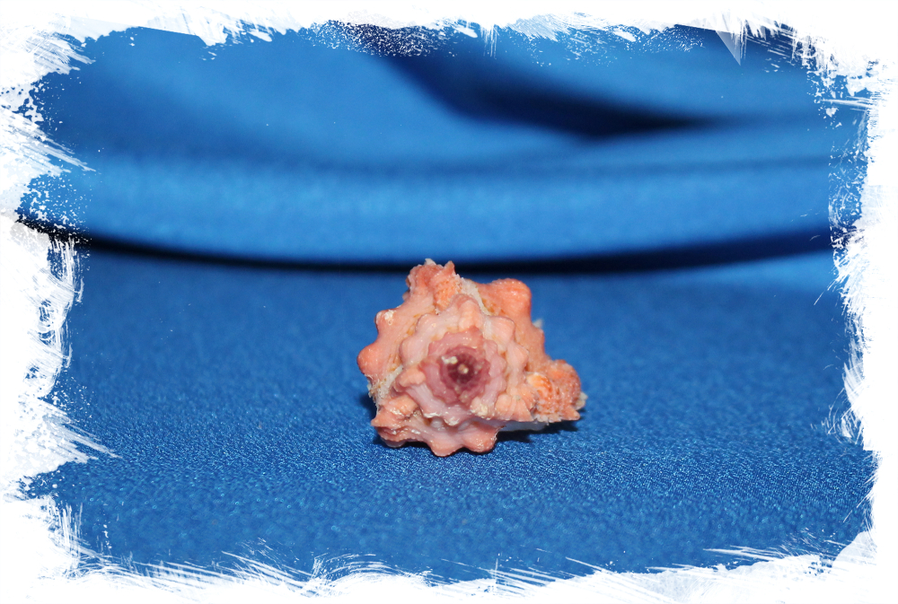 Раковина Chicomurex Venustulus, Chicoreus gloriosus, Мурекс венустулус