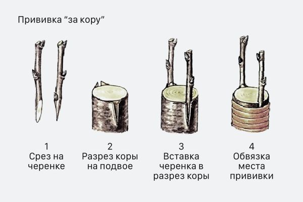 Прививка плодовых деревьев за кору в мае: обновляем сад без лишних затрат