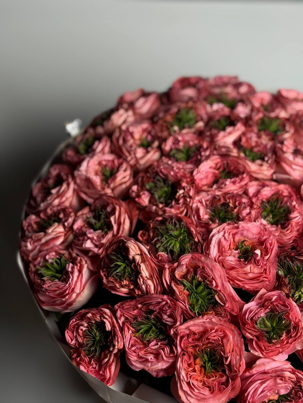 Коралловая любовь