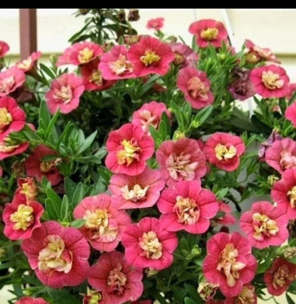 Calibrahoa Superbells Dragon Fruit. ОКС укорененный черенок. Под заказ, производство 4-5 недель