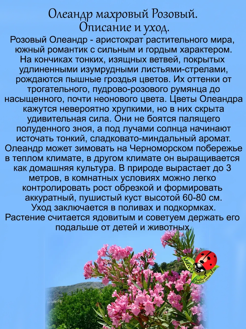 Олеандр Розовый махровый