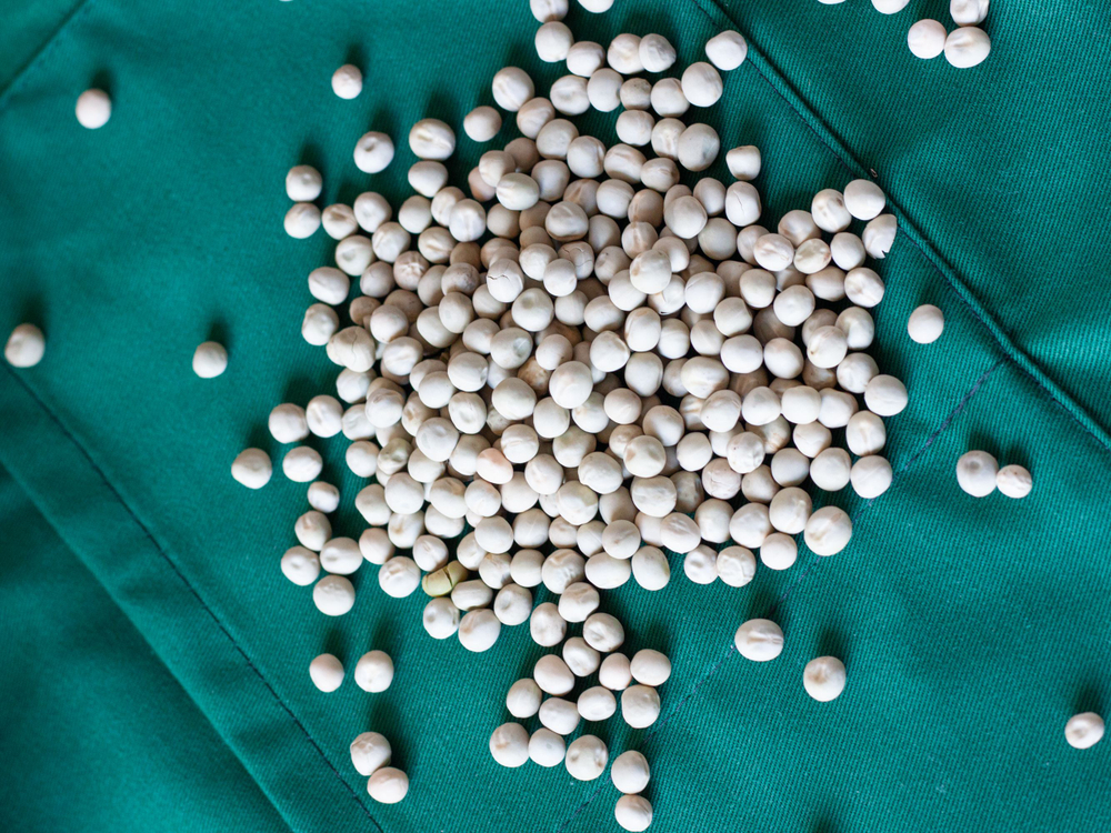 Семена горох зеленый Мадрас, микрозелень 5кг. Горох для проращивания