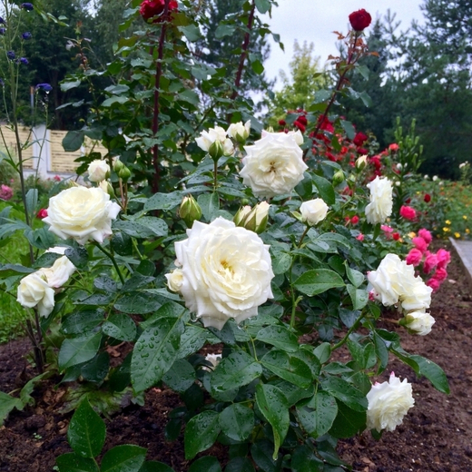 Роза Алабастер С4 Закупка М16 июнь 2026