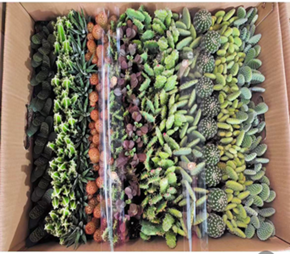 Кактус микс д. 6