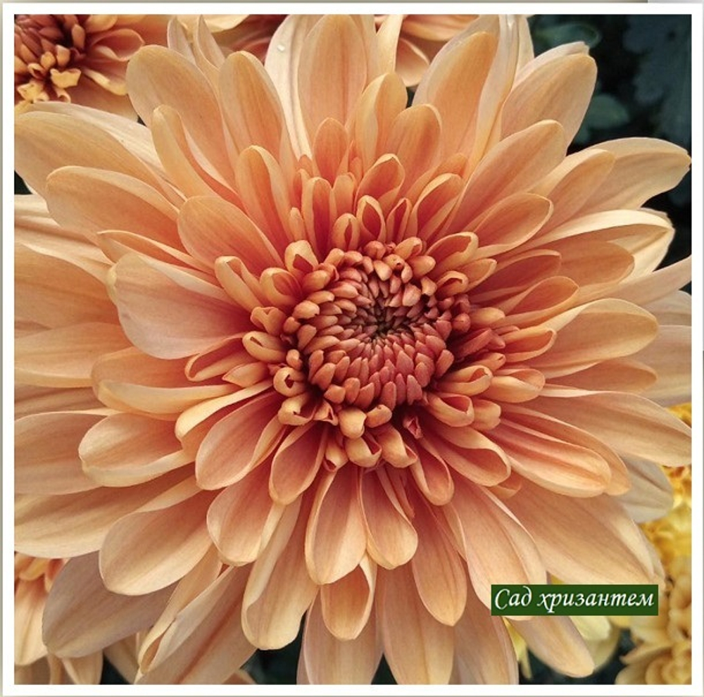 Хризантема одноголовая Rossano bronz /о.56 /поставка весна 2026г/