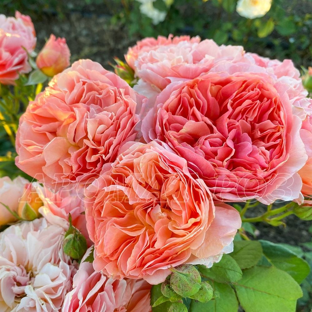 Каоликазали (Kaolikazali)