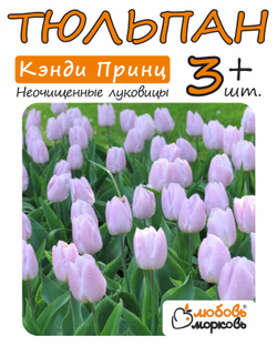 Тюльпан Луковица, Кэнди Принц, 3+ шт