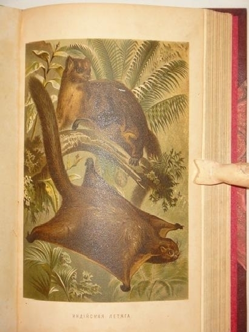 "Иллюстрированное издание " Жизнь животных " А.Э.Брэма в десяти томах". Альфред Эдмунд Брэм. 1896г.