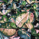 Аглаонема STARBUCKS