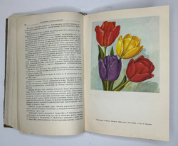 Г. Киселёв. Цветоводство., изд. 1949 г. Подарочное издание с цветными иллюстрациями.