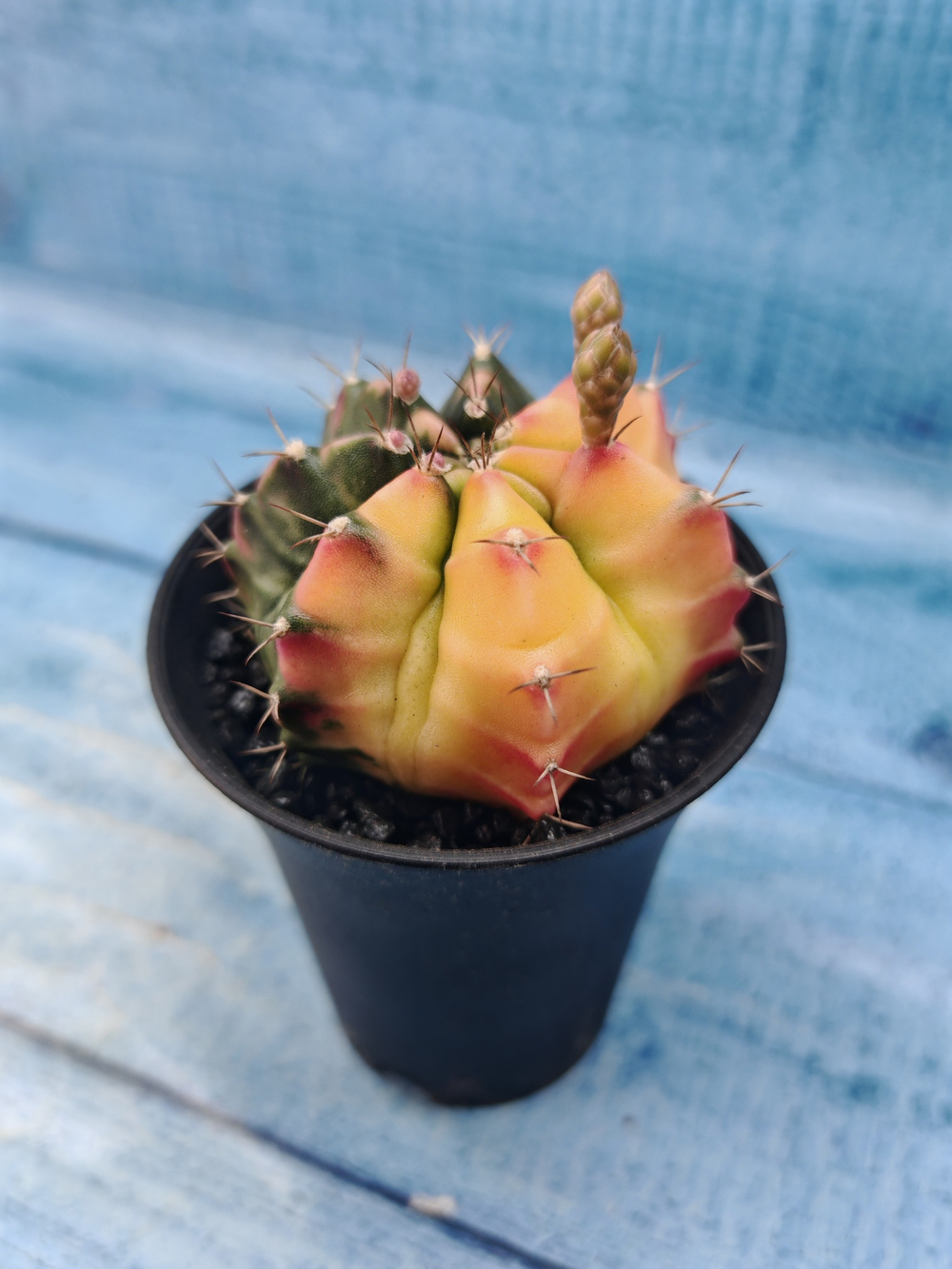 Gymnocalycium Variegata (Гимнокалициум Вариегатный)