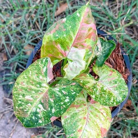 Сингониум MILK CONFETTI GALAXY