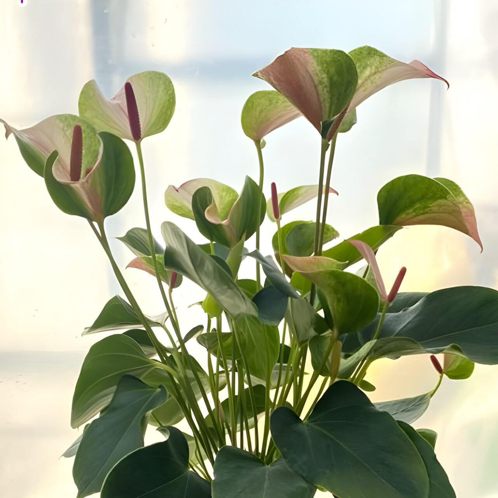 Антуриум Андрэ MISTIQUE