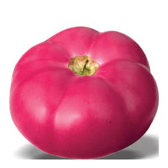 ШИХИРБАЗ F1 семена томата (Hazera | Хазера)