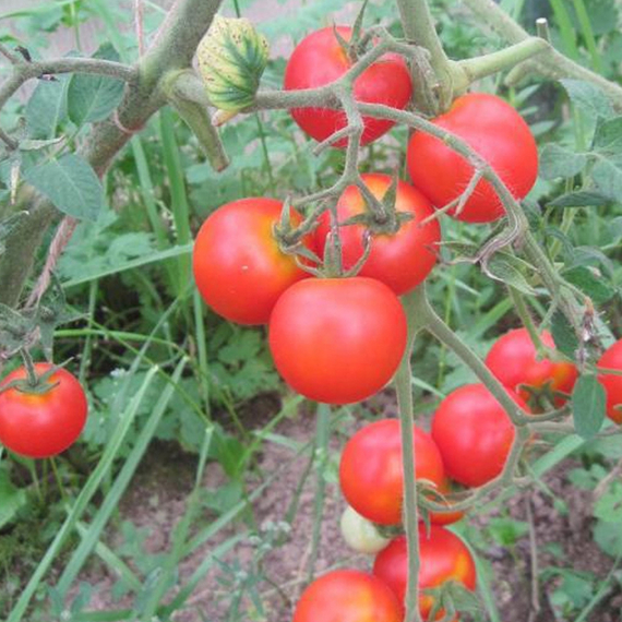 ЧЕРРИ БЛОСЭМ F1 семена томата отзывы – фото 4