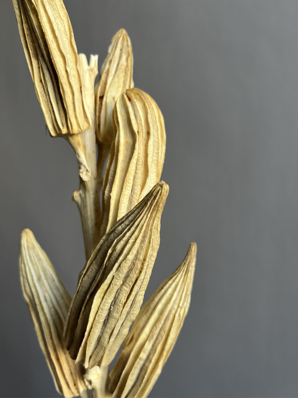 Бамия выбеленная