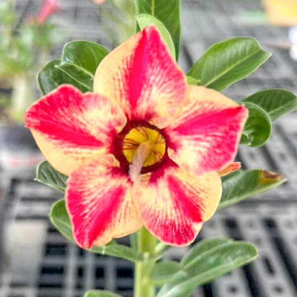 Адениум JAEM SAI