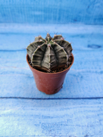 Gymnocalycium Friedrichii (Гимнокалициум)