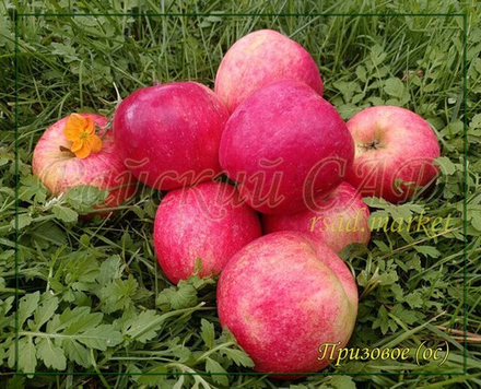 Яблоня Призовое