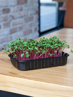 Свежая микрозелень редиса в боксах / 6 боксов / суперфуд