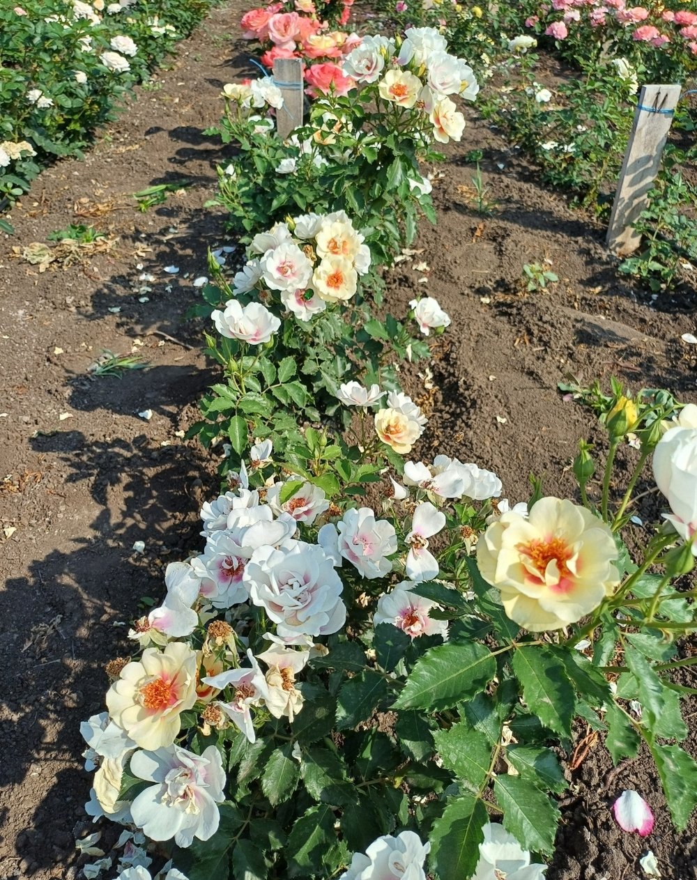 БУЛС АЙС (Bull's Eye )(Pejamore)