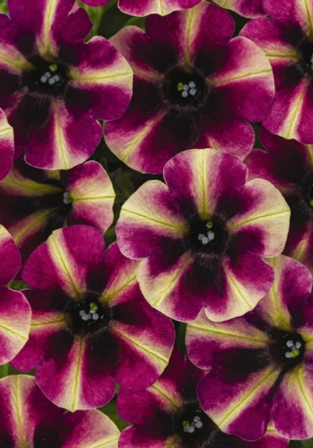 ЕВРО Петуния Crazytunia Blackberry Cheesecake укорененный черенок ОКС декабрь 25