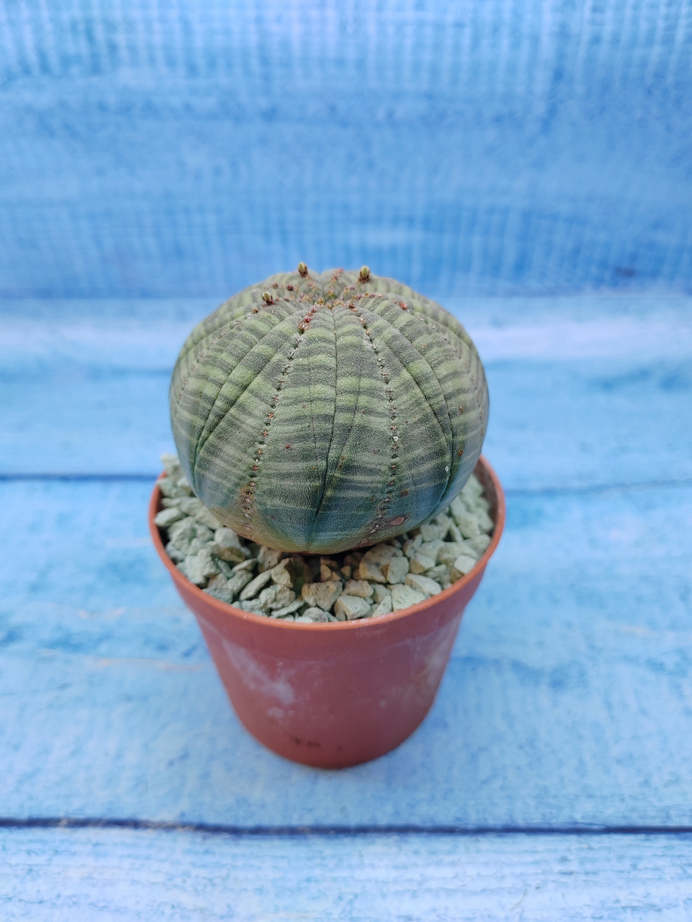 Euphorbia Obesa (Эуфорбия)