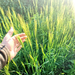 Древнейшая Изначальная Беотийская Пшеница - Triticum Boeoticum