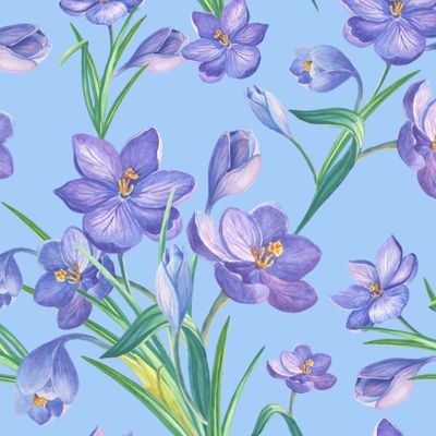 Фиолетовые крокусы на голубом