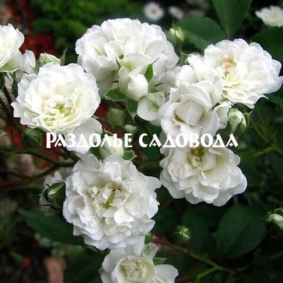 Роза почвопокровная Альба Мейдилэнд