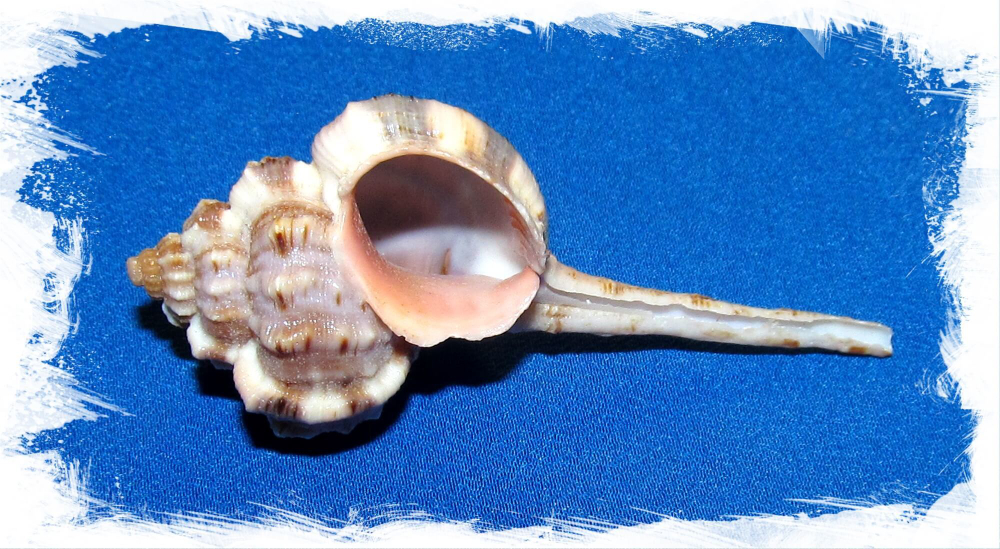 Мурекс Хаустелум Малабарикум