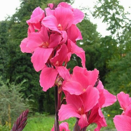 Канна Эмпайр