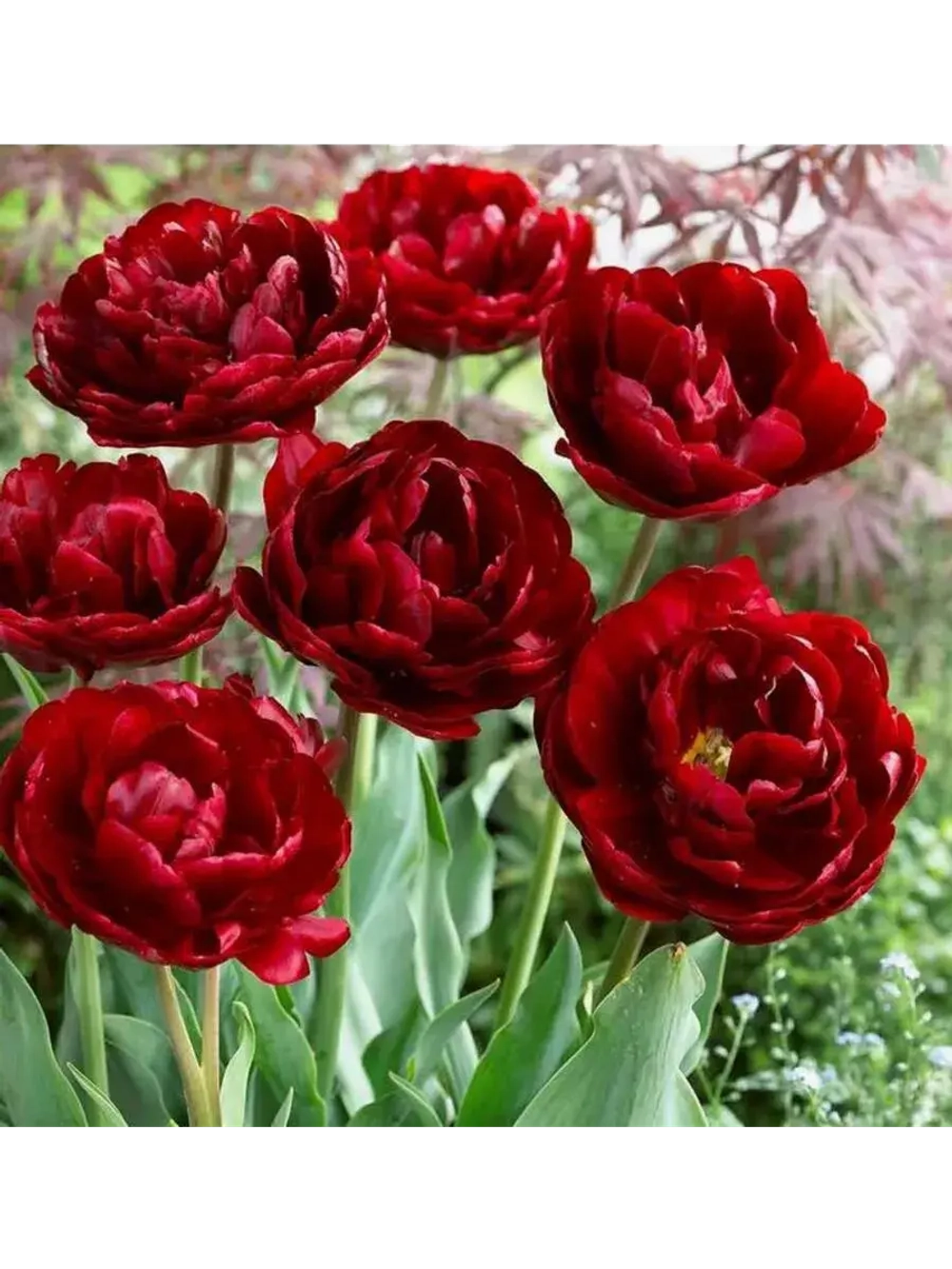 Тюльпаны Uncle Tom 4 шт, набор луковиц