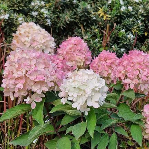 Гортензия метельчатая Мэджикал Фуджи (7/8 веток) Закупка М59 апрель 2026