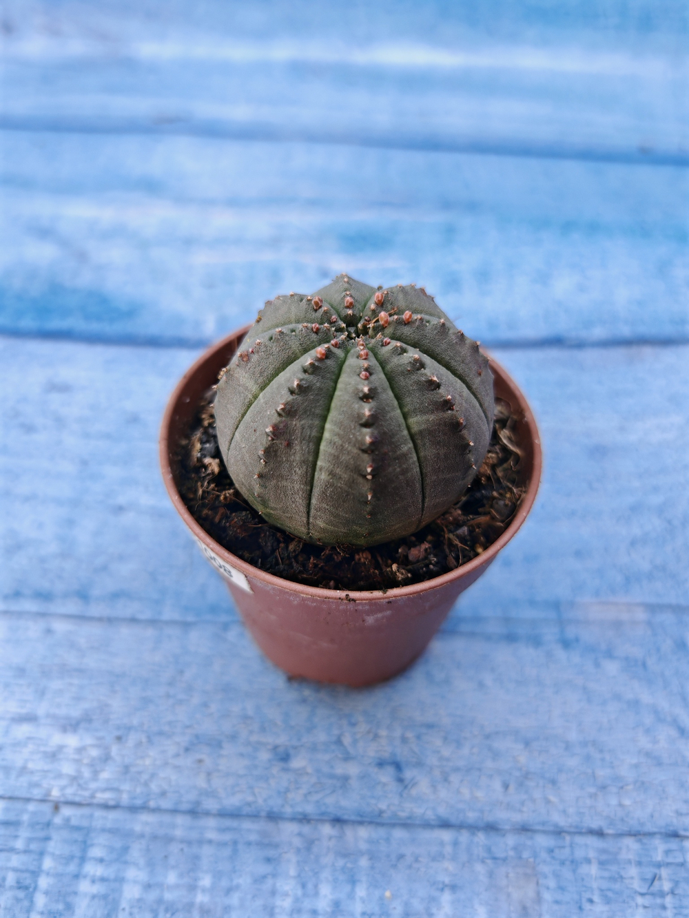 Euphorbia Obesa (Эуфорбия)