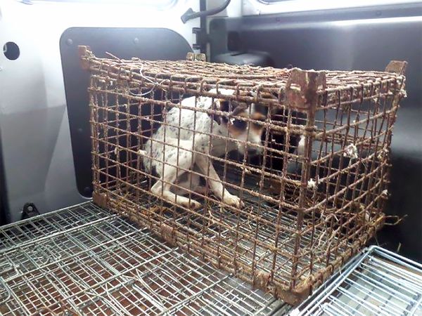 В Польше спасли собаку, которая жила в ржавой клетке В Польше спасли собаку, которая жила в ржавой клетке